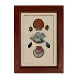 Sea Shells Framed Print Behind Glass