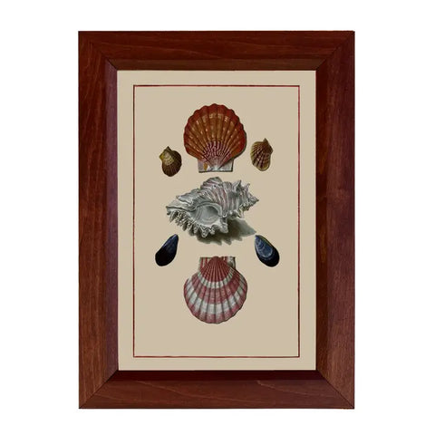 Sea Shells Framed Print Behind Glass