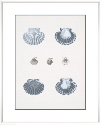 Voyage Coquilles