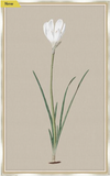 Long Flower on Taupe Linen I 17"x27"