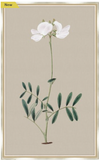 Long Flower on Taupe Linen II 17"x27"