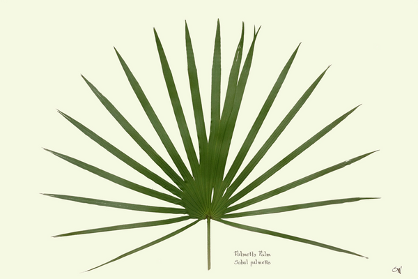 Palmetto Palm - 24"x20"