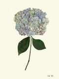 Hydrangea XII - 12"x16"