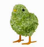 Hydrangea Chick