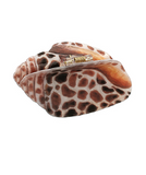Conch Shape Hair Claw Clip Brown