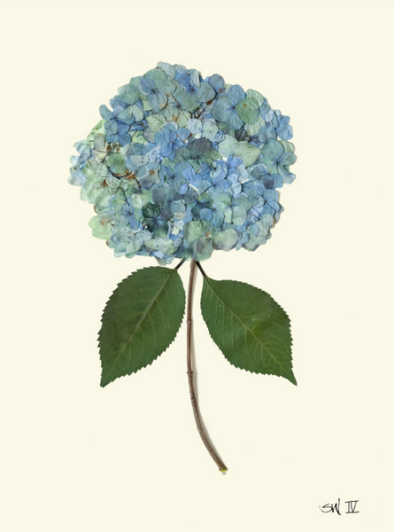 Hydrangea IV - 20"x24"