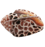 Conch Shell Hair Clip | Brown