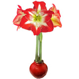 Minerva Red Wax Base Bulbs