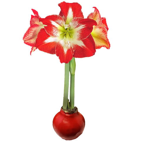 Minerva Red Wax Base Bulbs