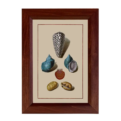 Sea Shells Framed Print Behind Glass