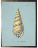 Sea Shell Art