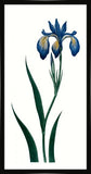 Bigelow's Blue Iris