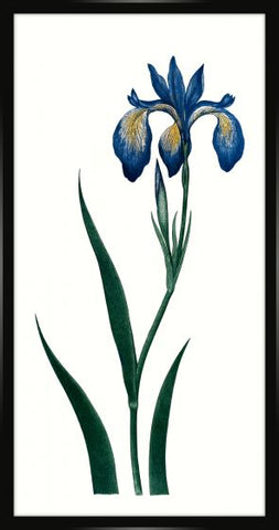 Bigelow's Blue Iris